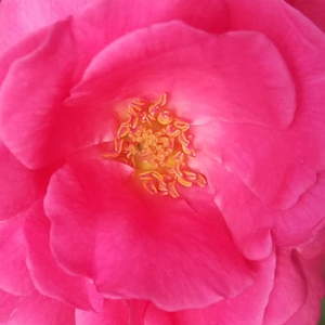 Buy Roses Online - Pink - china rose - intensive fragrance -  Frau Dr. Schricker - Johannes Felberg-Leclerc - The deep pink, globular flowers are blooming more time in a season.